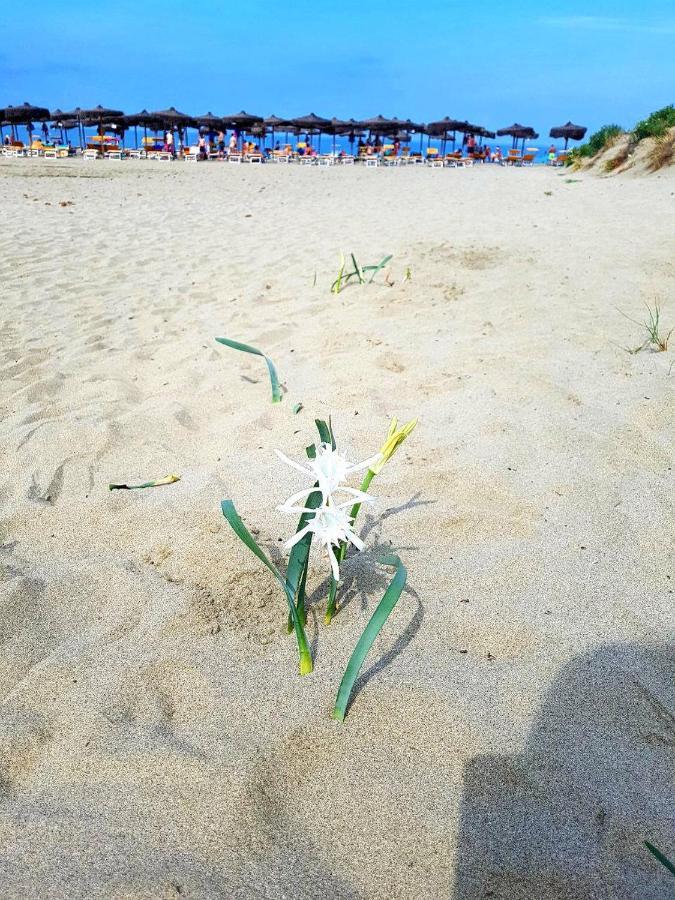 Regina Del Mare Holiday Apartments Tirrenia Buitenkant foto